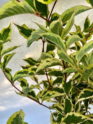 Weigela Foliage-Variegated (OR)