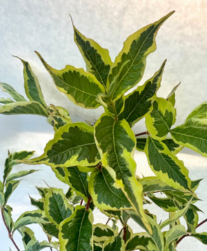 Weigela Foliage-Variegated (OR)