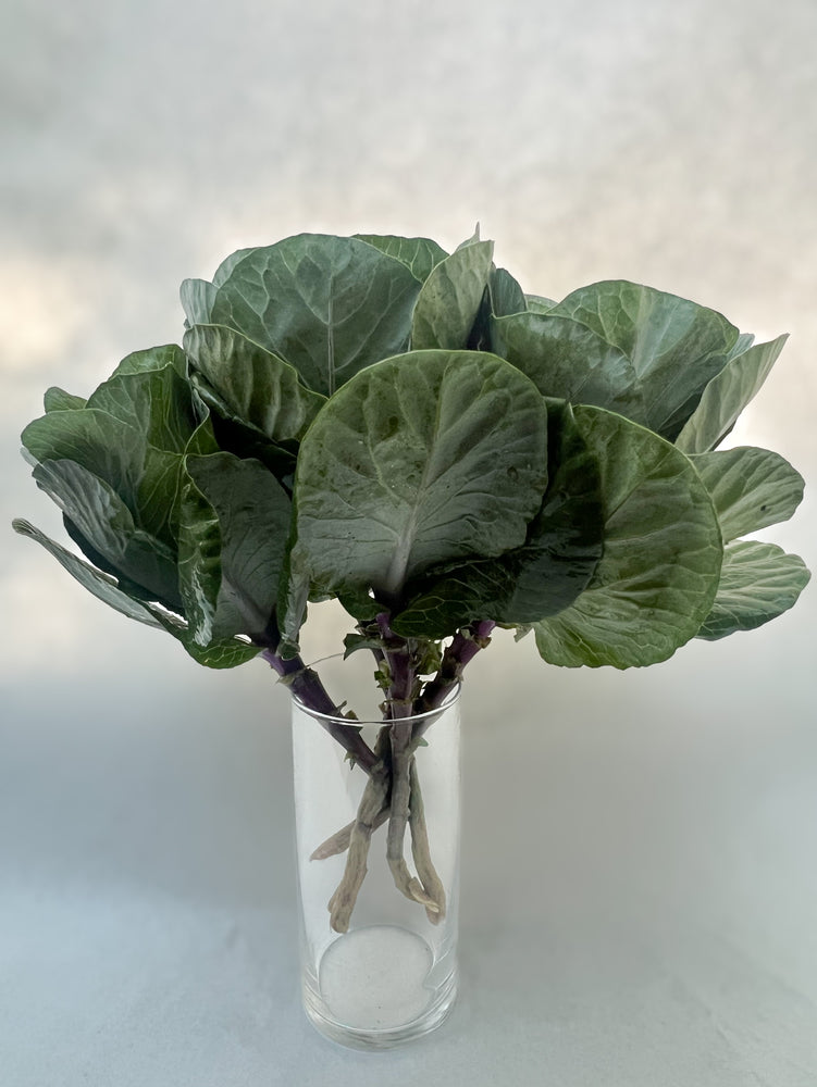 Flowering Cabbage-Green