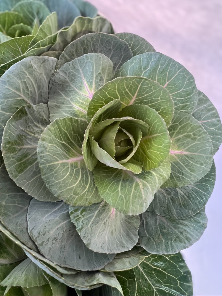 Flowering Cabbage-Green