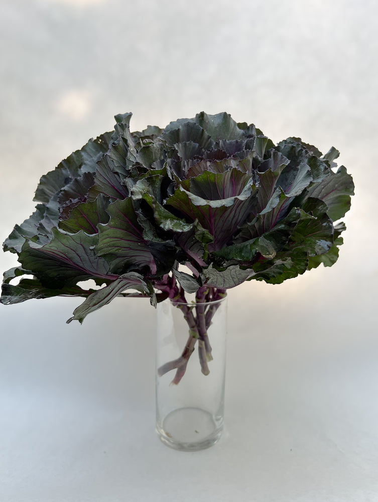 Flowering Cabbage-Purple Short