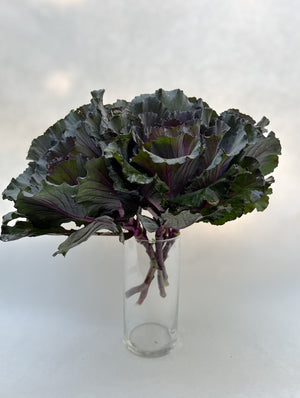 Flowering Cabbage-Purple Short