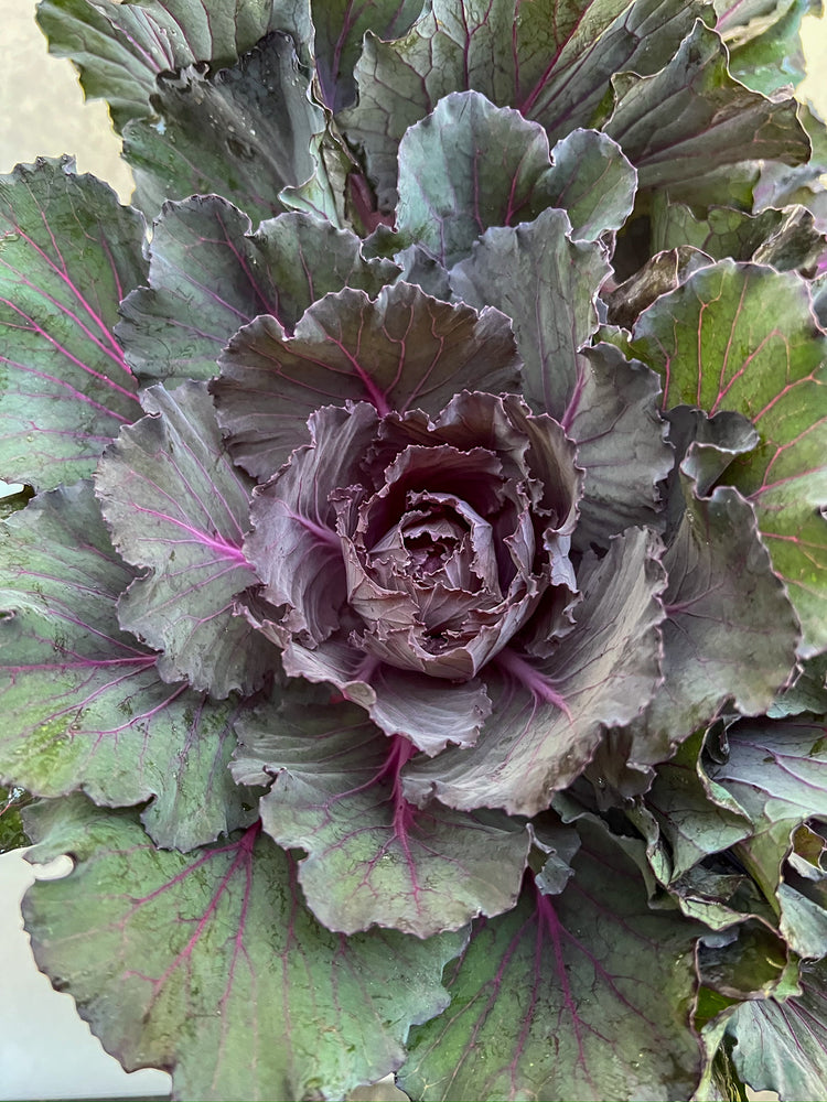 Flowering Cabbage-Purple Short