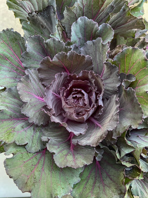 Flowering Cabbage-Purple Short