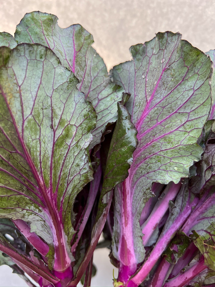 Flowering Cabbage-Purple Short