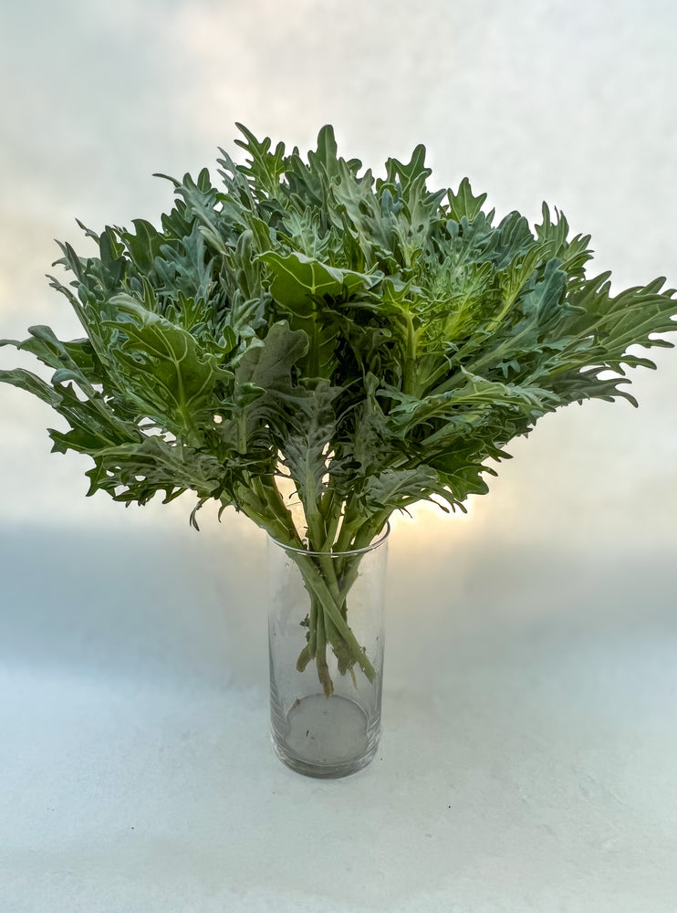 Flowering Cabbage-Green Feather