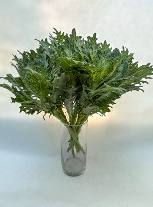 Flowering Cabbage-Green Feather