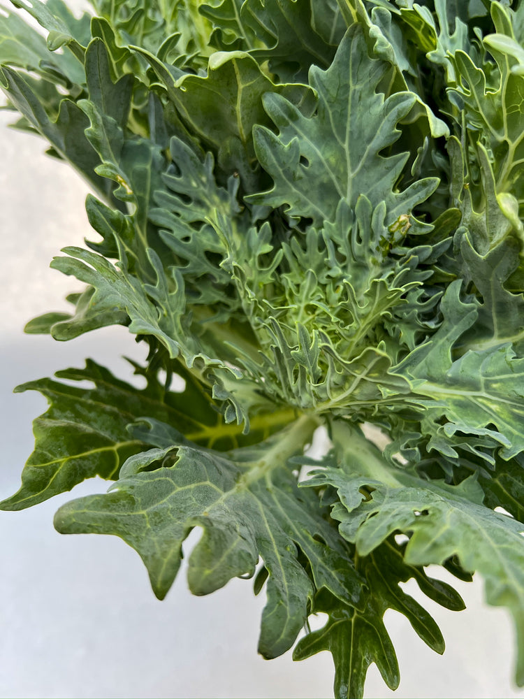 Flowering Cabbage-Green Feather