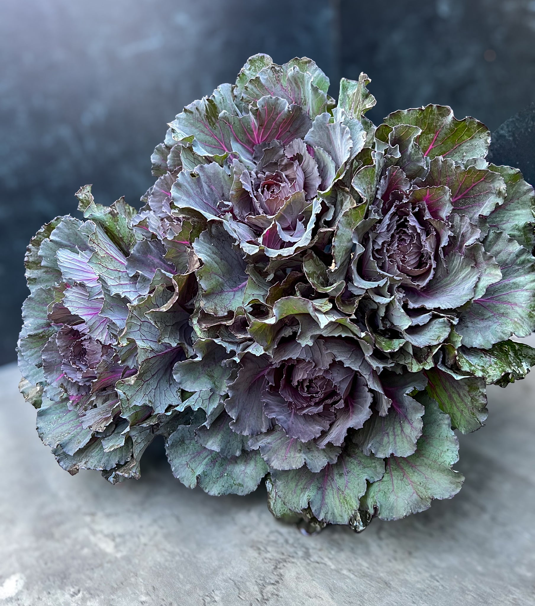 Flowering Cabbage-Purple Short