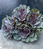 Flowering Cabbage-Purple Short