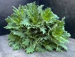 Flowering Cabbage-Green Feather
