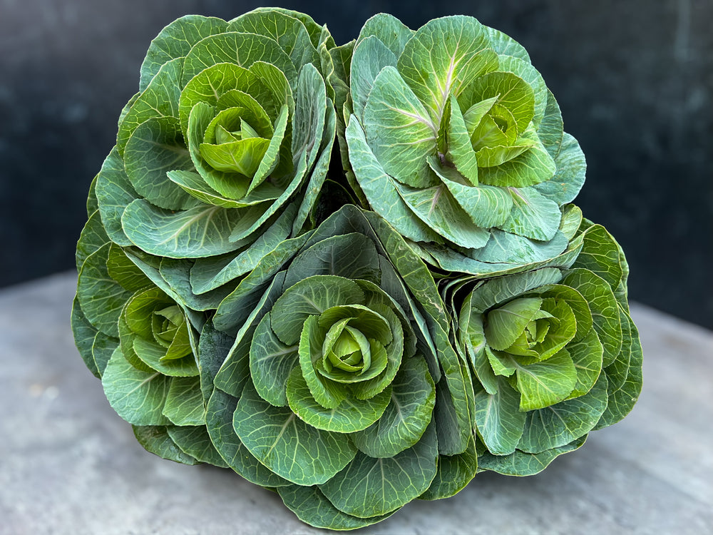 Flowering Cabbage-Green