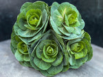 Flowering Cabbage-Green