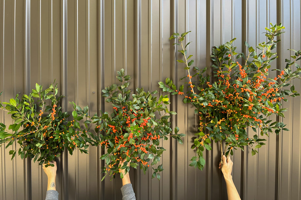 Winterberry-Orange Ilex with Leaves On