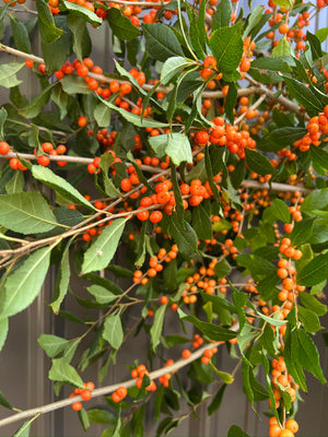 Winterberry-Orange Ilex with Leaves On