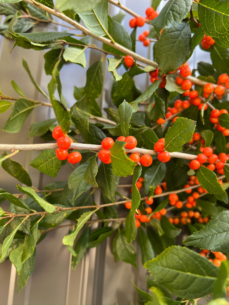 Winterberry-Orange Ilex with Leaves On