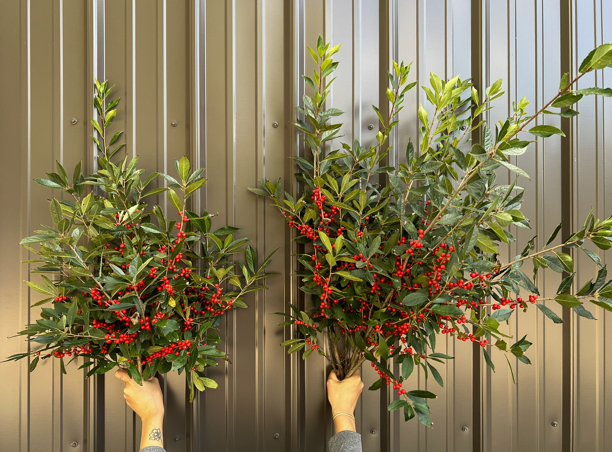Ilex Winterberry-Red with Leaves On