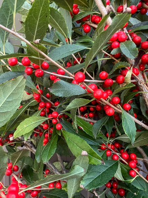 Winterberry-Red Ilex with Leaves On