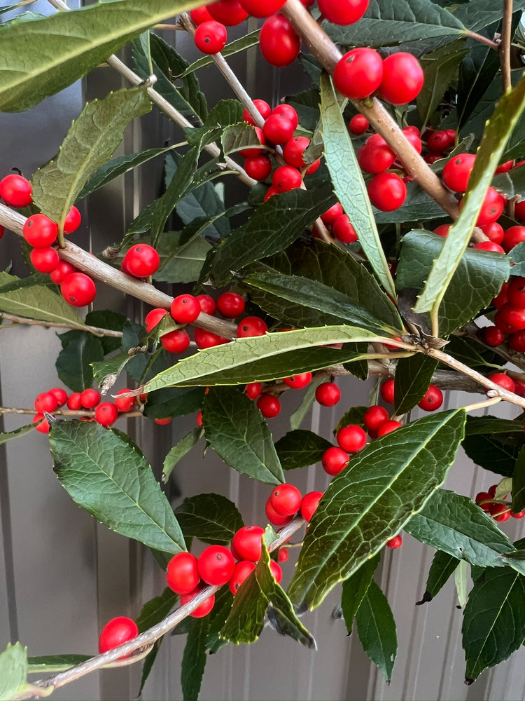 Winterberry-Red Ilex with Leaves On