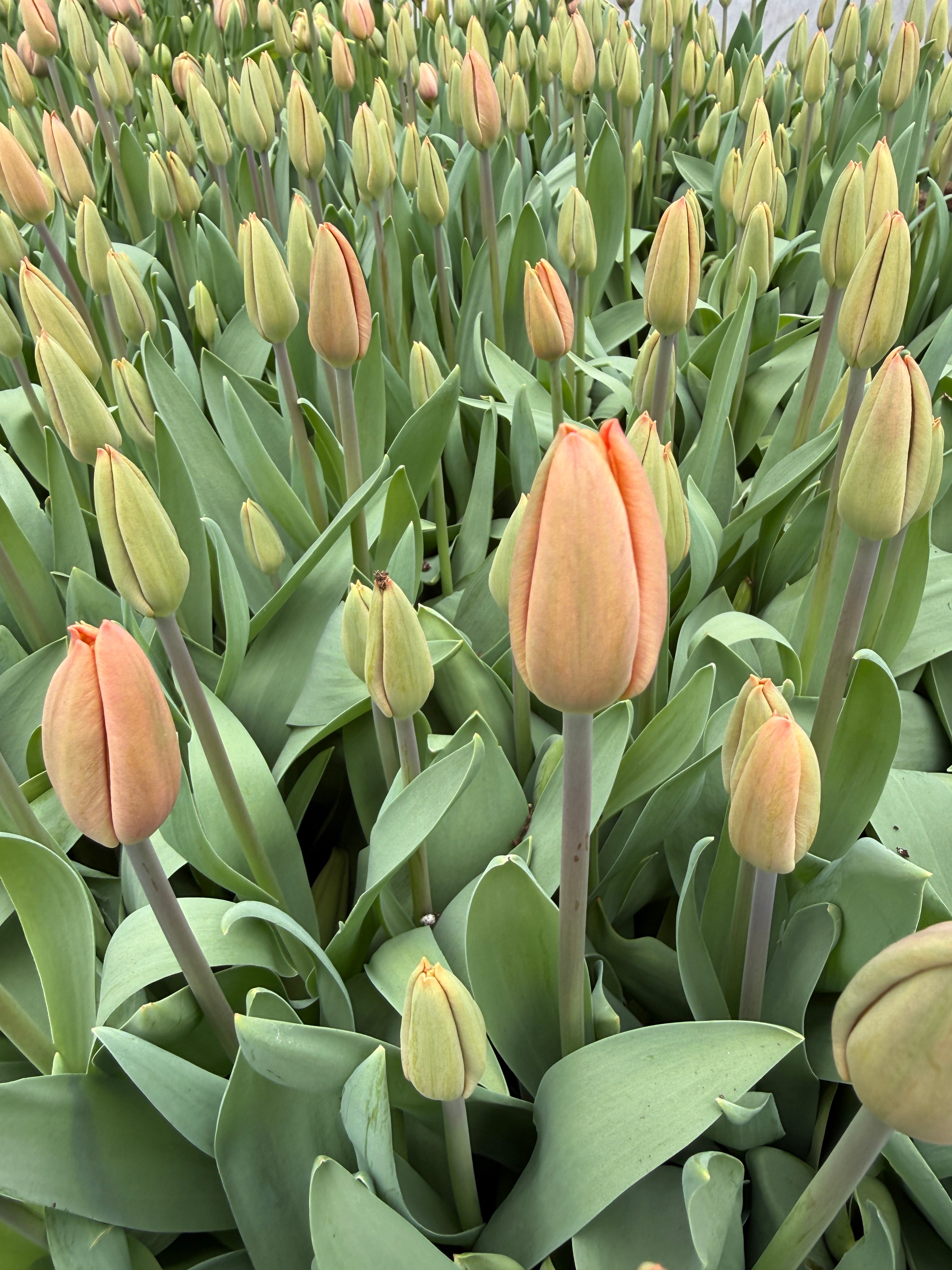 Tulip GH-Apricot Foxx
