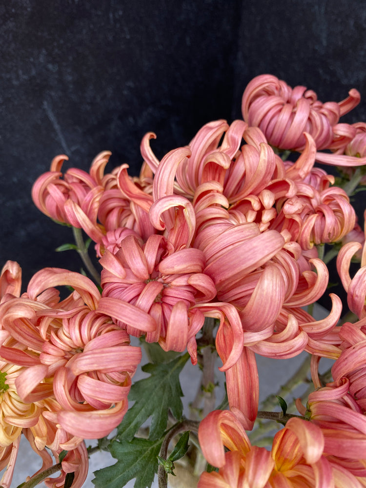 Heirloom Mum Disbud-River City