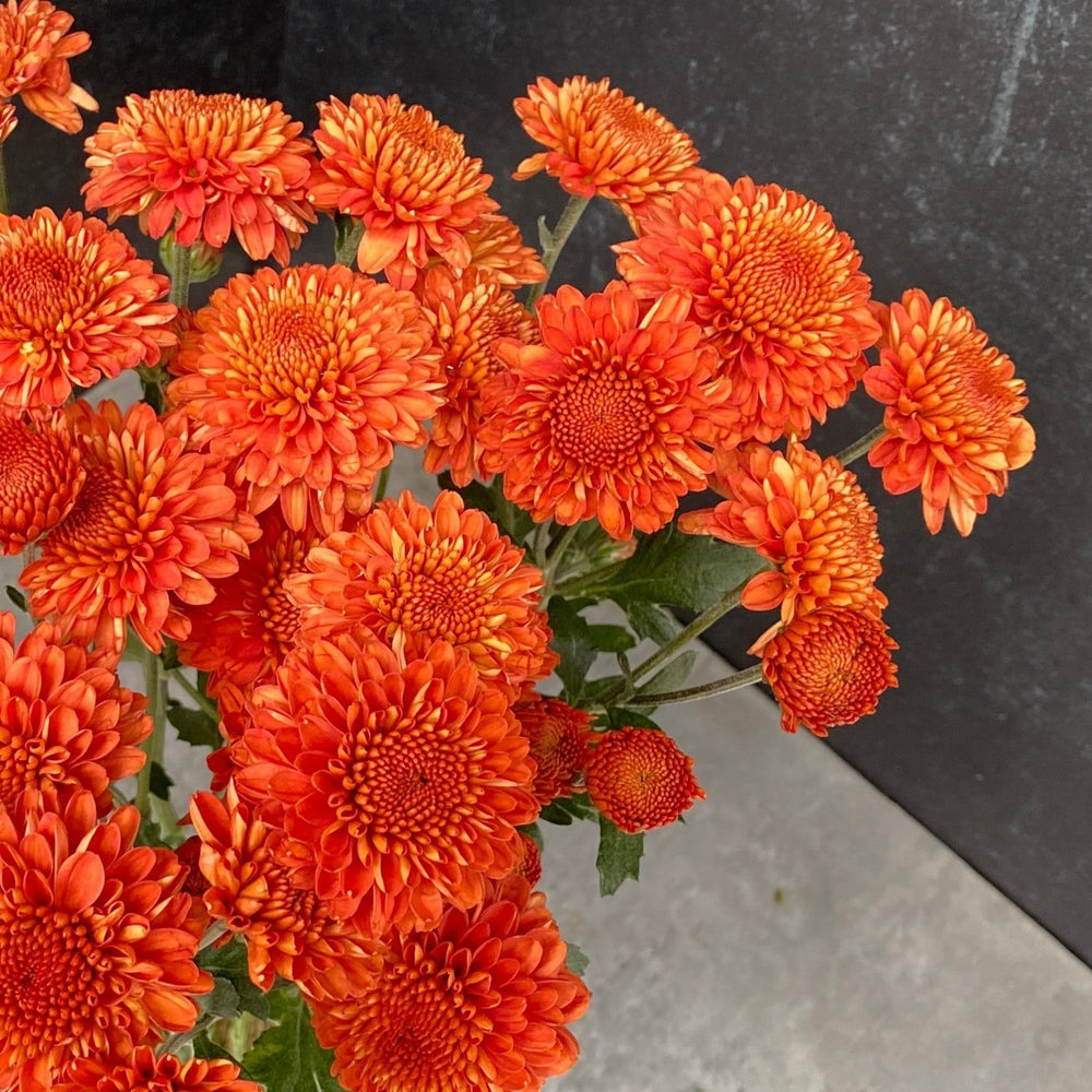 Heirloom Mum Spray-Kelvin Mandarin