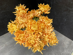 Heirloom Mum Disbud-Apricot Alexis