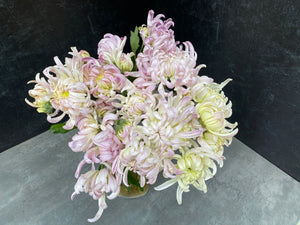 Heirloom Mum Disbud-Blushing Bride