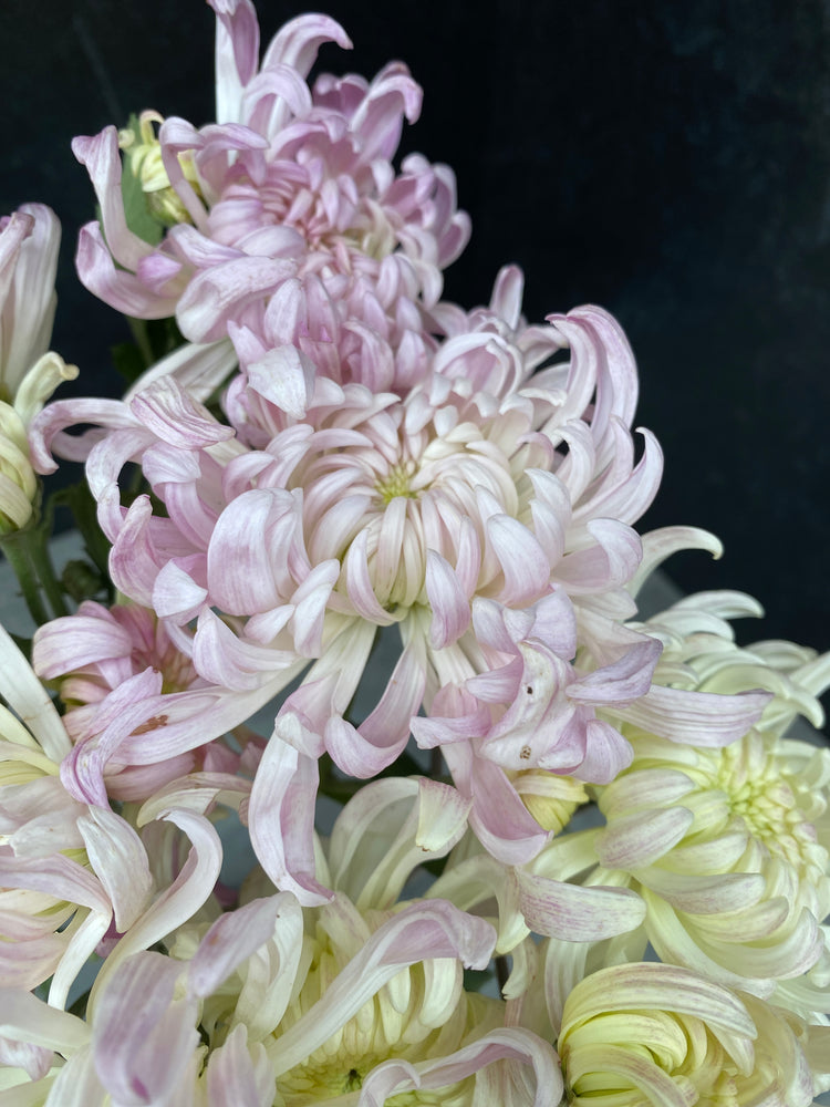 Heirloom Mum Disbud-Blushing Bride