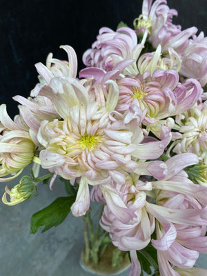 Heirloom Mum Disbud-Blushing Bride