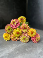Zinnia-Queen Lime Mix - SMFF Wholesale