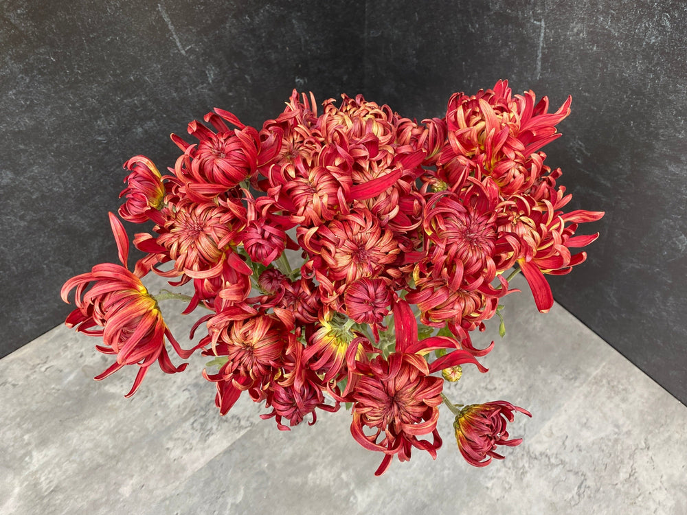 Heirloom Mum Disbud-Crimson Tide