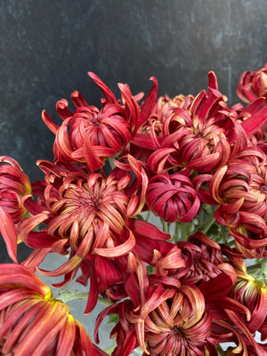 Heirloom Mum Disbud-Crimson Tide