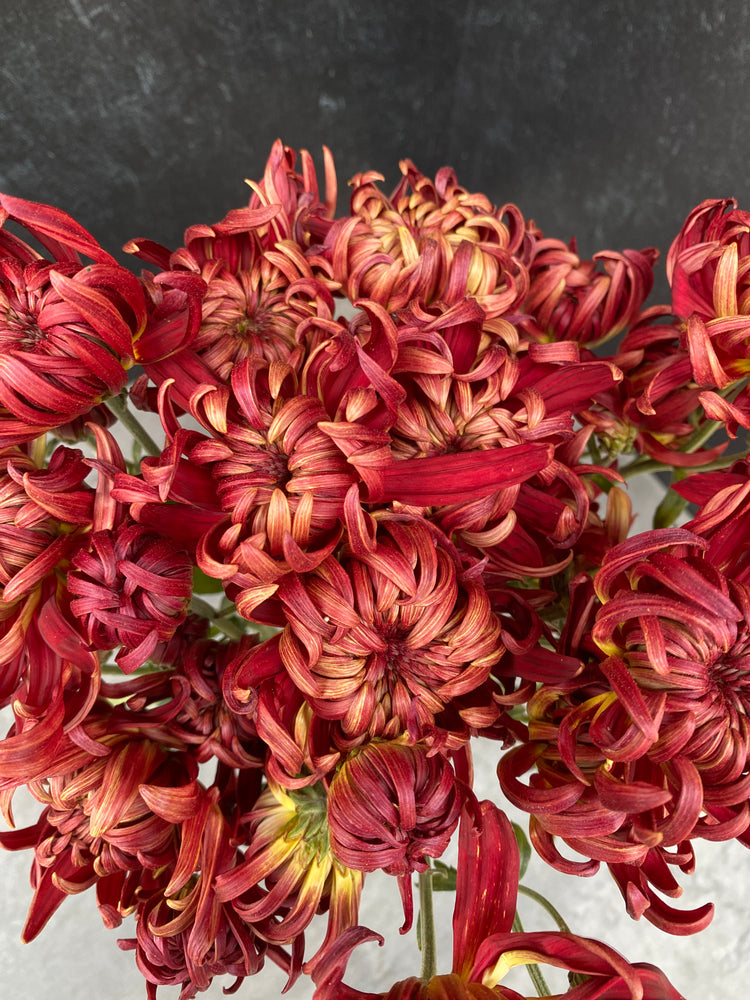 Heirloom Mum Disbud-Crimson Tide