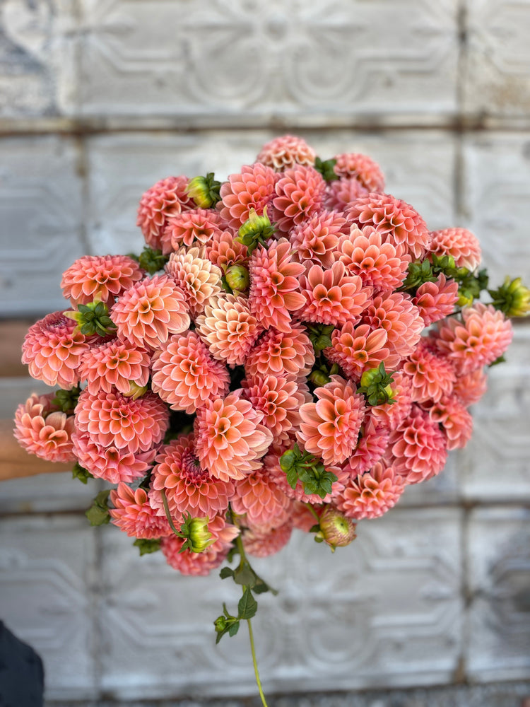 Dahlia Regular-Rose Toscano - SMFF Wholesale