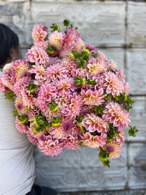Dahlia Medium-Castle Drive - SMFF Wholesale