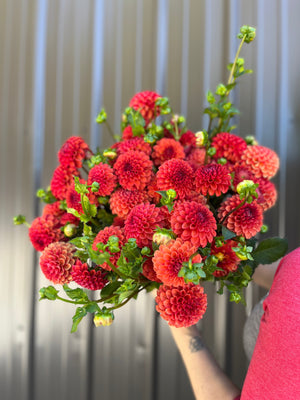 Dahlia Regular-Valley Rust Bucket - SMFF Wholesale