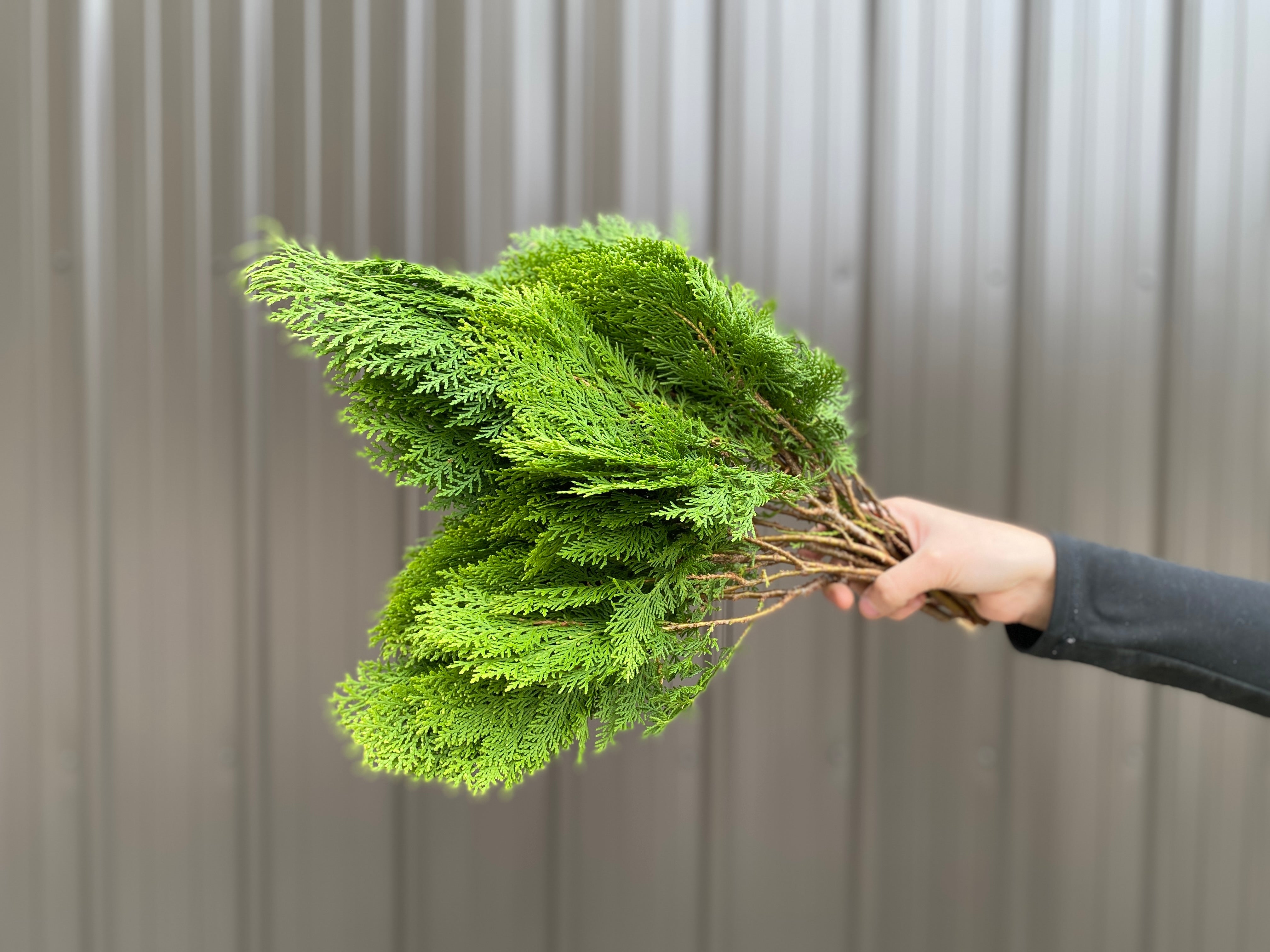 Evergreens Bunch-Golden Cedar
