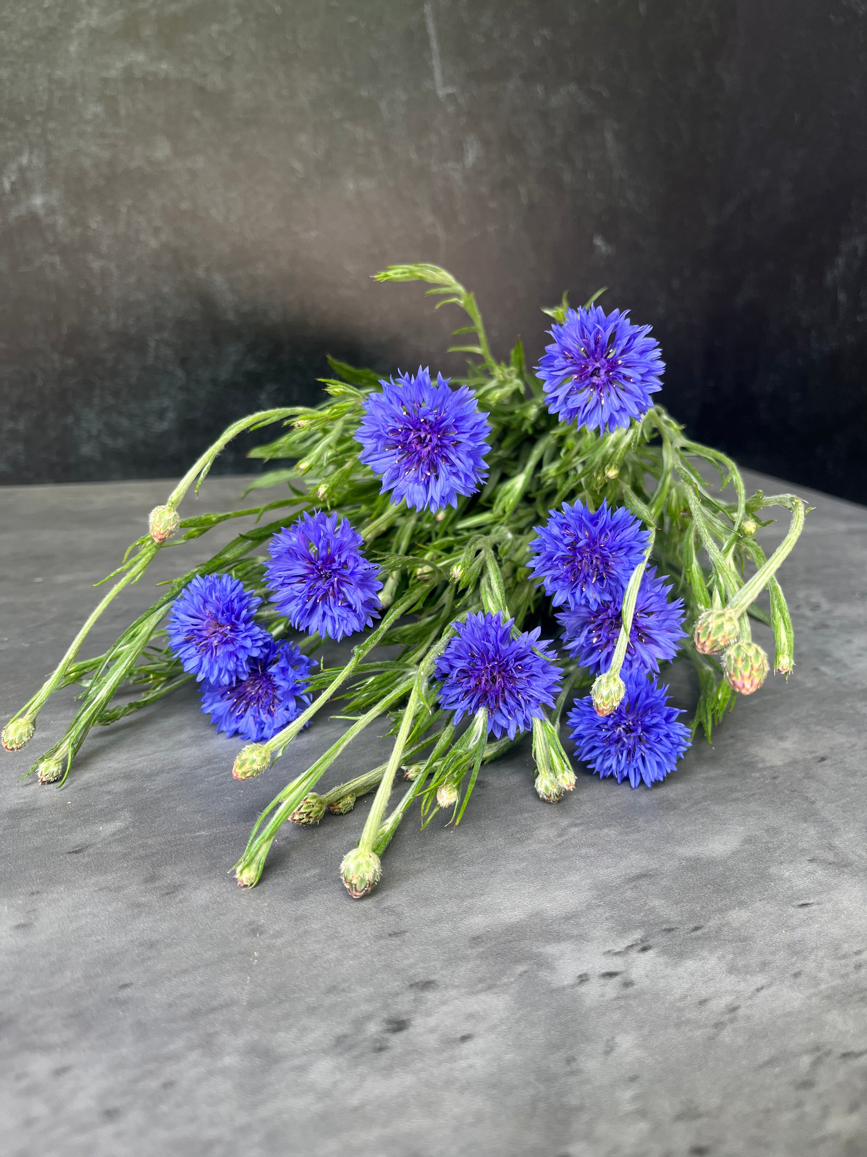 Cornflower-Blue