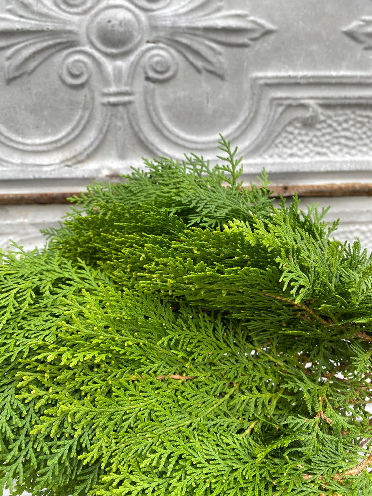 Evergreens Bundle-Golden Cedar