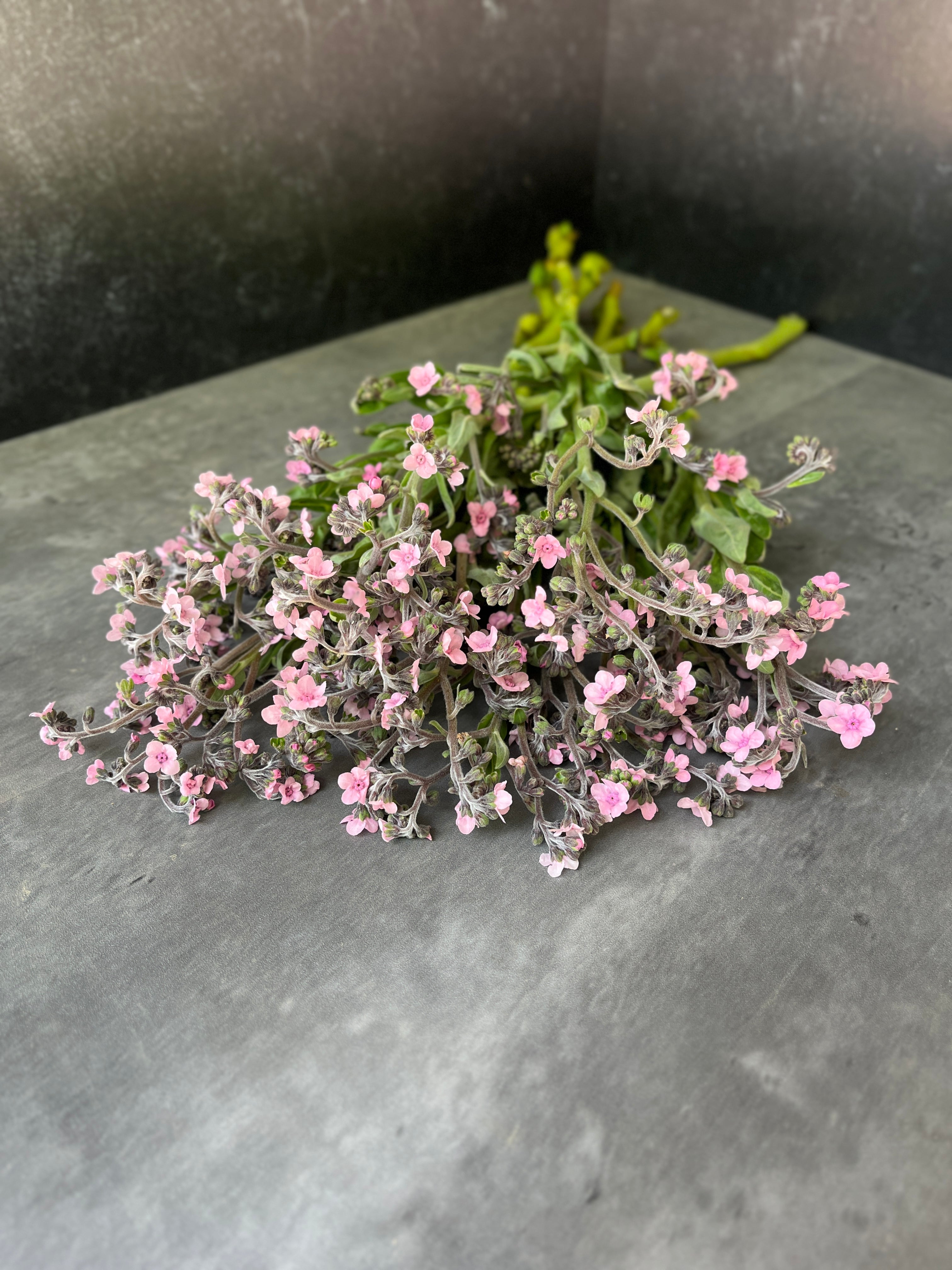 Cynoglossum-Rose