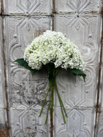 Hydrangea-Incrediball White