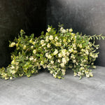 Woodies-Snowberry