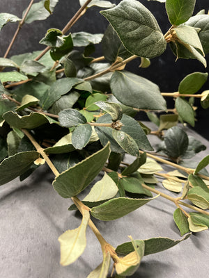 Viburnum Foliage-Juddii