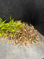 Grains-Fall Sea Oats