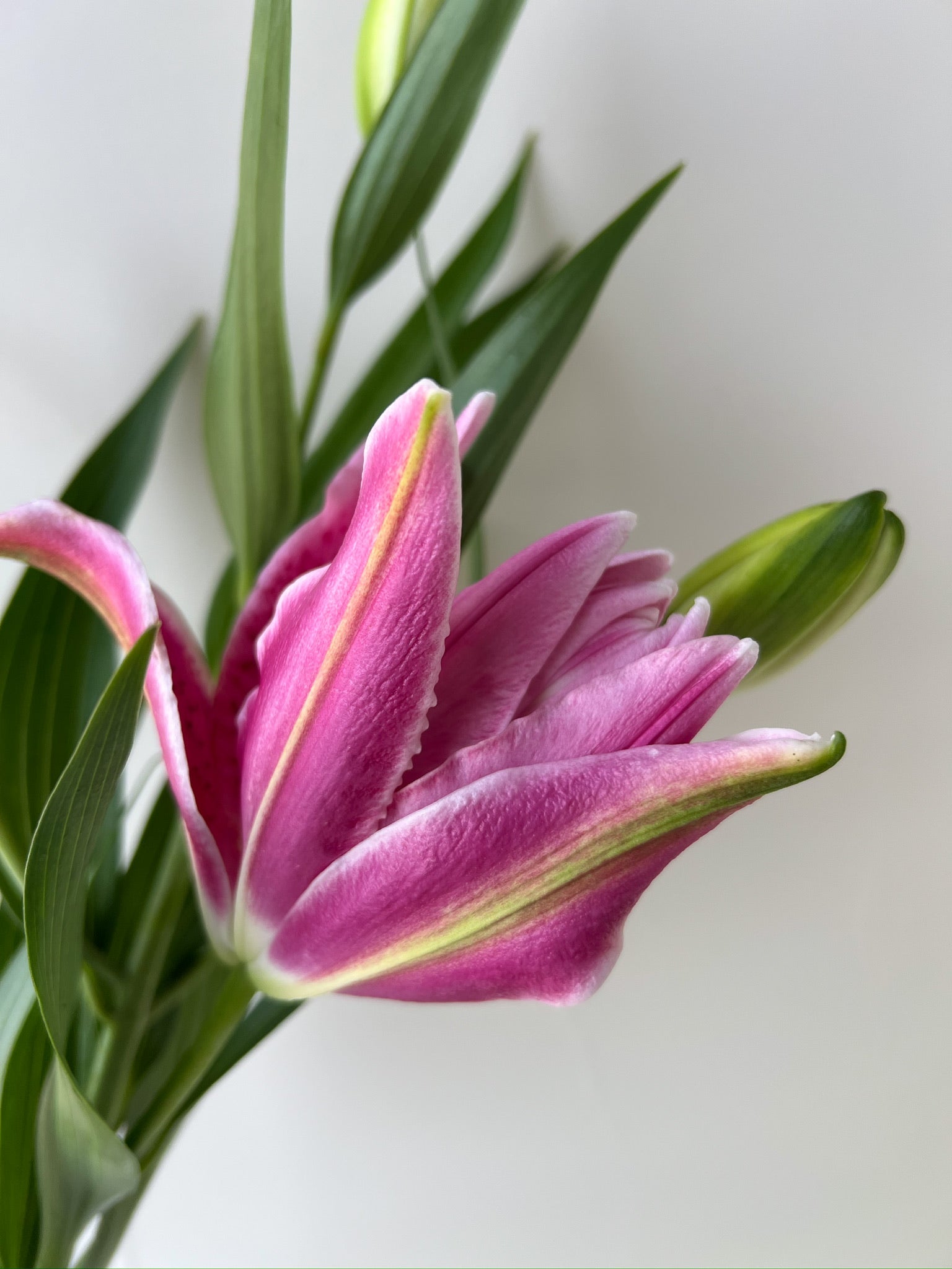Lily-Roselily Natascha