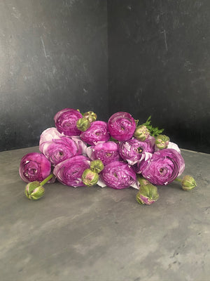 Ranunculus-Lavender