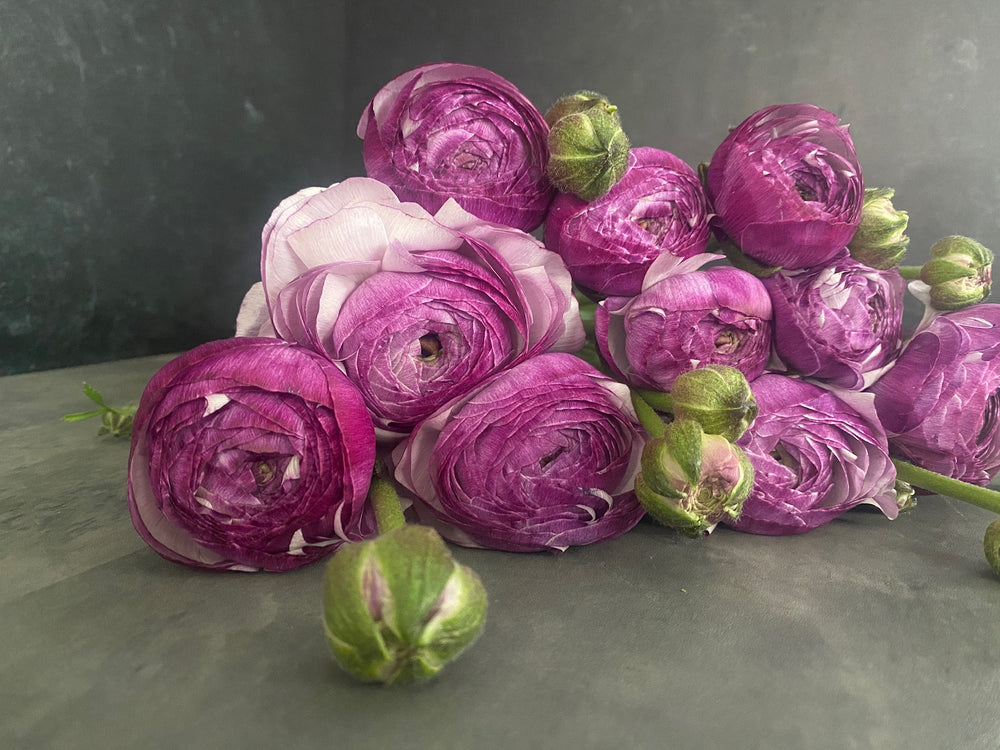 Ranunculus-Lavender