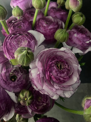 Ranunculus-Lavender