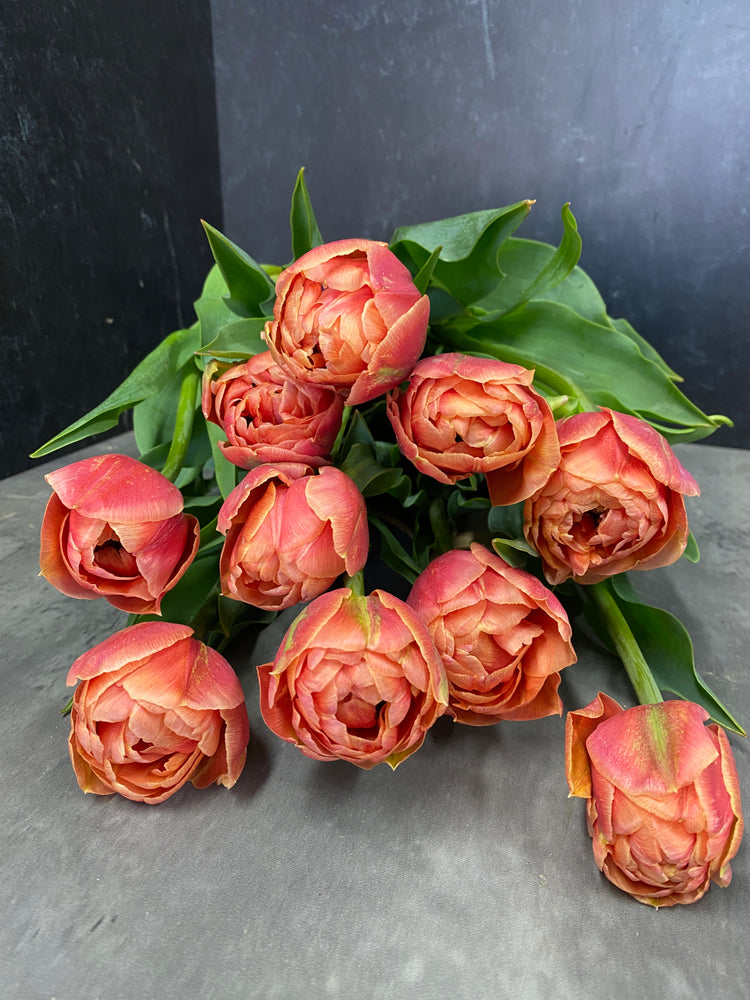 Tulip-Copper Image
